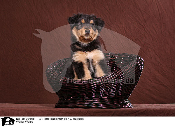 Wller Welpe / Wller Puppy / JH-08665