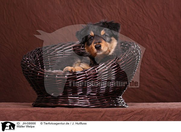 W�ller Welpe / JH-08666