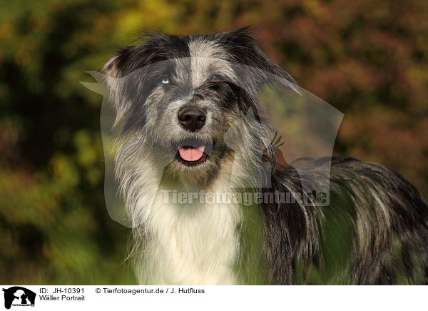 Wller Portrait / JH-10391