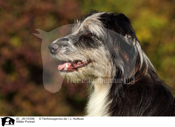 Wller Portrait / JH-10396