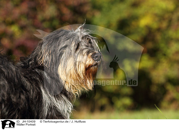 Wller Portrait / Waeller Sheepdog Portrait / JH-10409