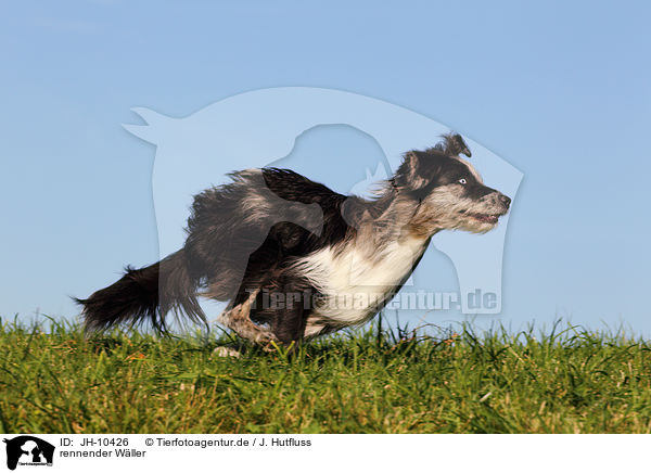 rennender Wller / JH-10426