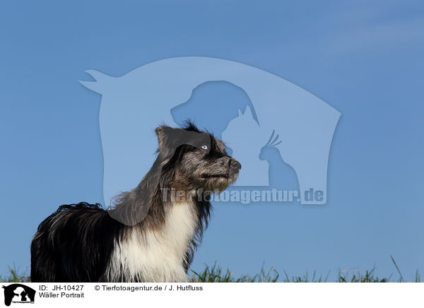 Wller Portrait / JH-10427