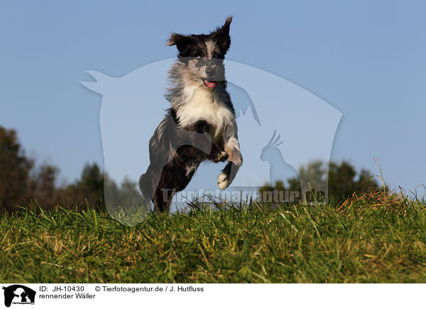 rennender Wller / JH-10430