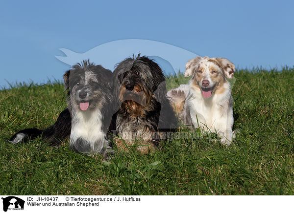 Wller und Australian Shepherd / JH-10437