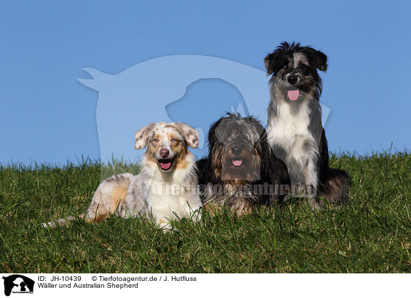 Wller und Australian Shepherd / JH-10439