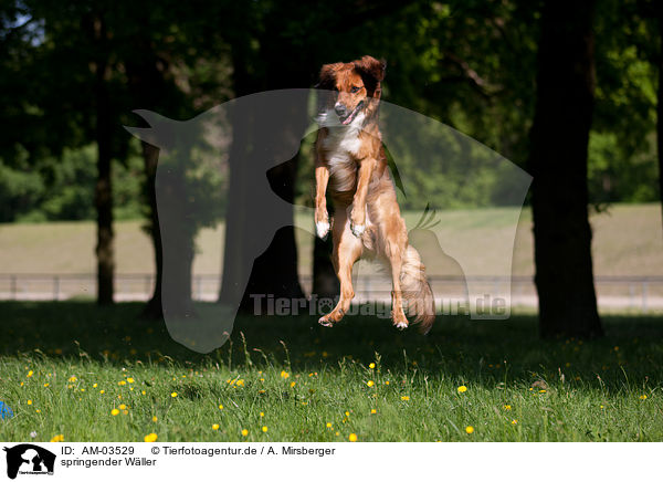 springender W�ller / AM-03529