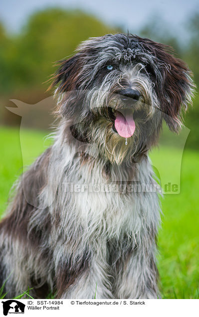 Wller Portrait / SST-14984