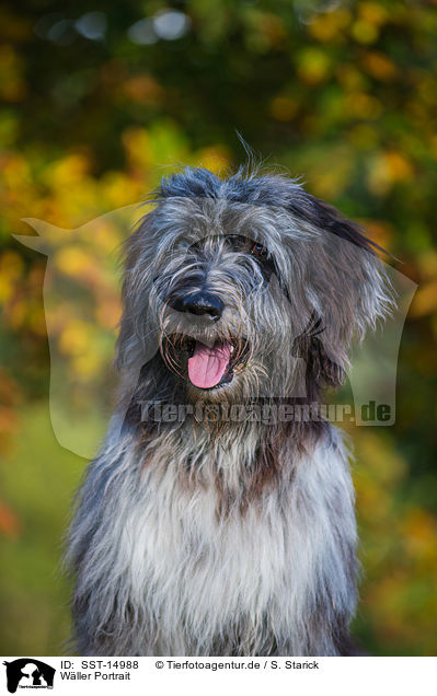 Wller Portrait / SST-14988