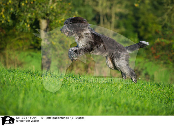 rennender W�ller / SST-15004