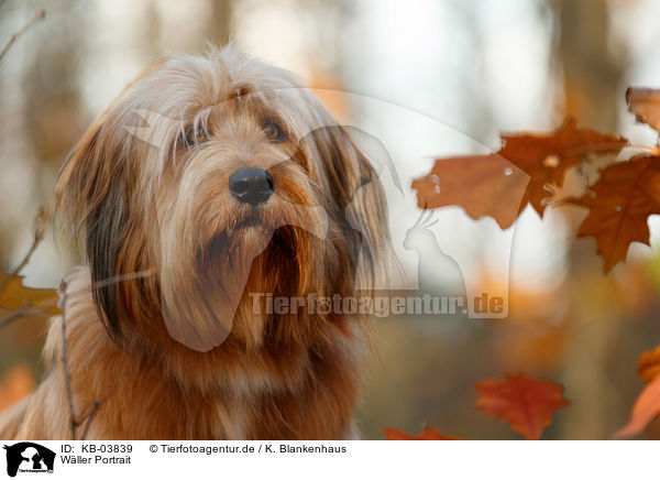 W�ller Portrait / KB-03839