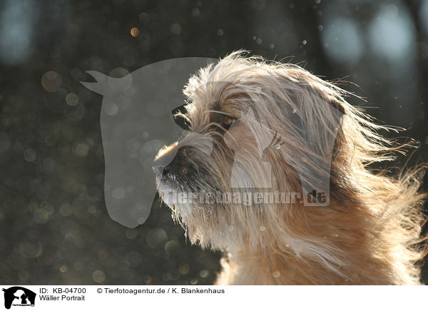Wller Portrait / Waeller Sheepdog portrait / KB-04700