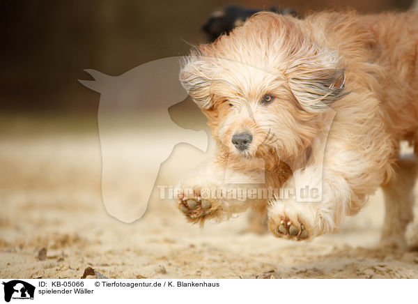spielender W�ller / KB-05066