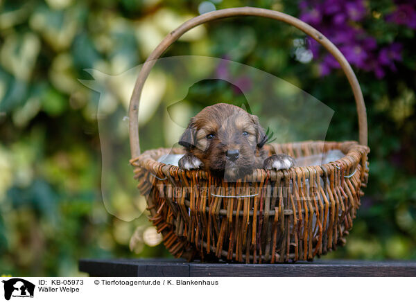 Wller Welpe / KB-05973