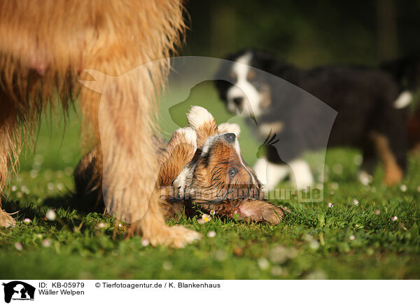 Wller Welpen / Waeller Sheepdog Puppies / KB-05979