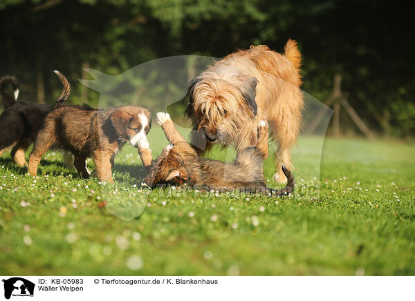 Wller Welpen / Waeller Sheepdog Puppies / KB-05983