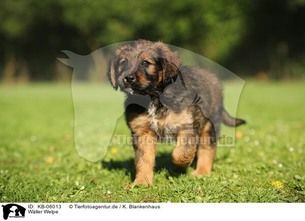 Wller Welpe / KB-06013