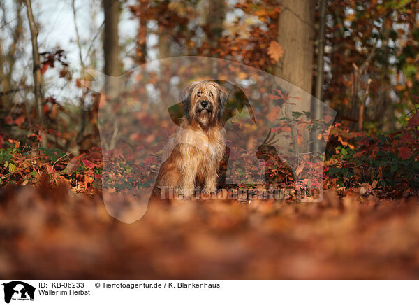 Wller im Herbst / KB-06233