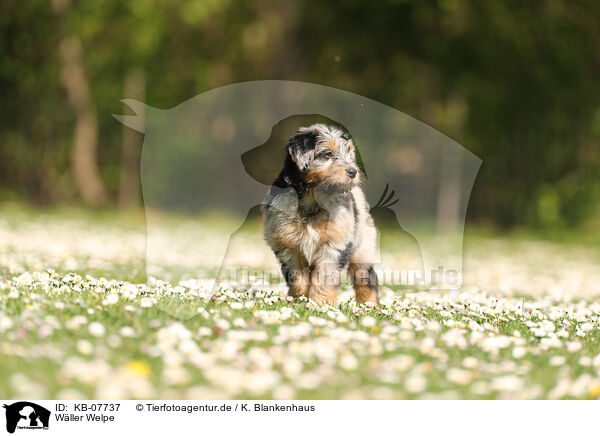 Wller Welpe / Waeller Sheepdog Puppy / KB-07737
