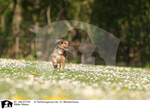 W�ller Welpe / KB-07748