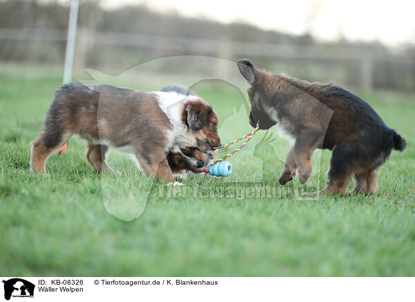 W�ller Welpen / Waeller Sheepdog Puppies / KB-08326