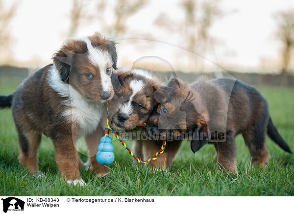 Wller Welpen / Waeller Sheepdog Puppies / KB-08343