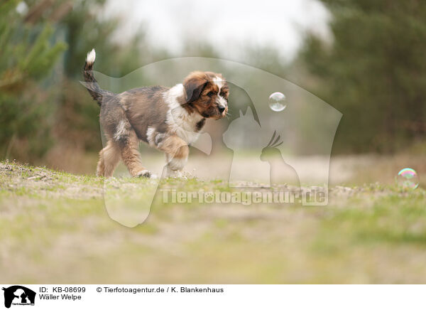 Wller Welpe / Waeller Sheepdog Puppy / KB-08699
