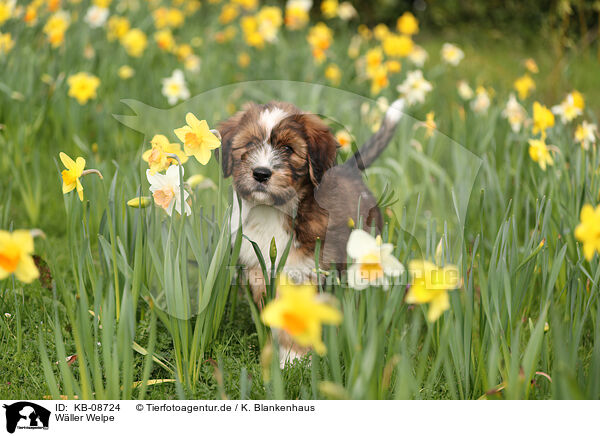 Wller Welpe / Waeller Sheepdog Puppy / KB-08724
