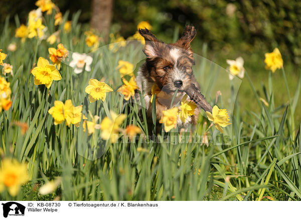 Wller Welpe / Waeller Sheepdog Puppy / KB-08730