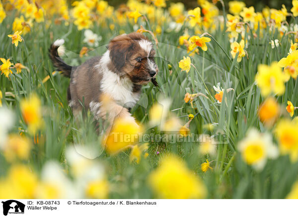 Wller Welpe / Waeller Sheepdog Puppy / KB-08743