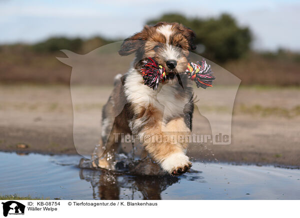 Wller Welpe / KB-08754