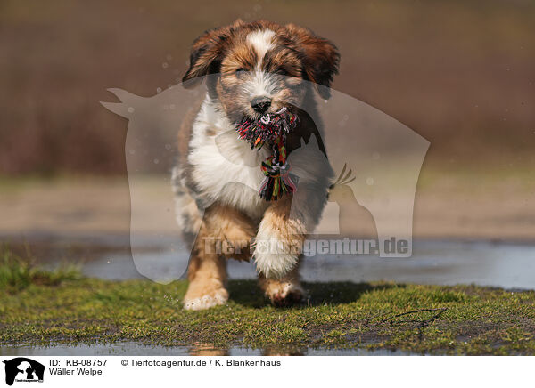 Wller Welpe / Waeller Sheepdog Puppy / KB-08757