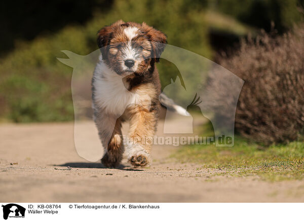 Wller Welpe / Waeller Sheepdog Puppy / KB-08764