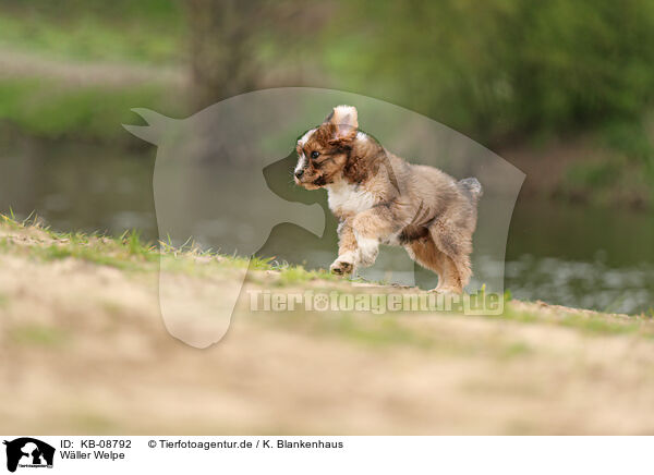 Wller Welpe / Waeller Sheepdog Puppy / KB-08792