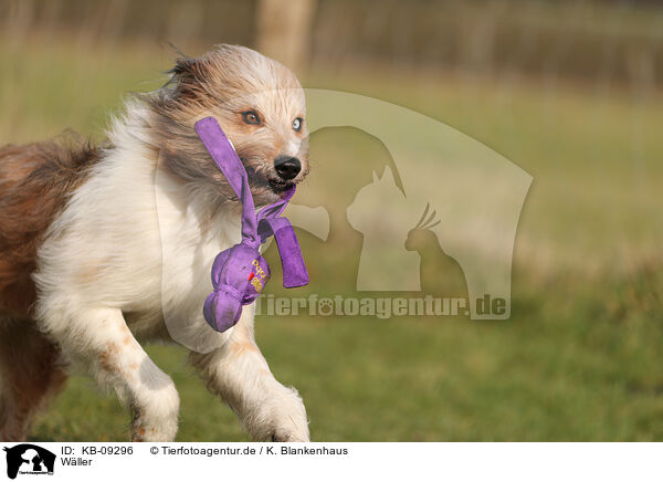 Wller / Waeller Sheepdog / KB-09296