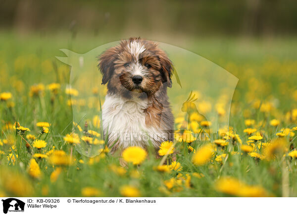 Wller Welpe / Waeller Sheepdog Puppy / KB-09326
