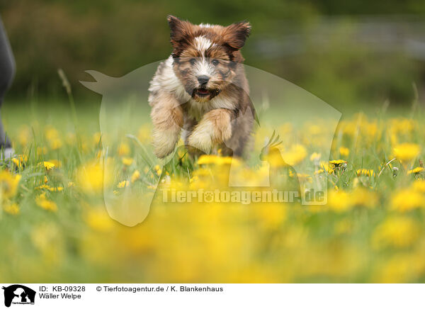W�ller Welpe / KB-09328