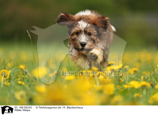 Wller Welpe / Waeller Sheepdog Puppy / KB-09330