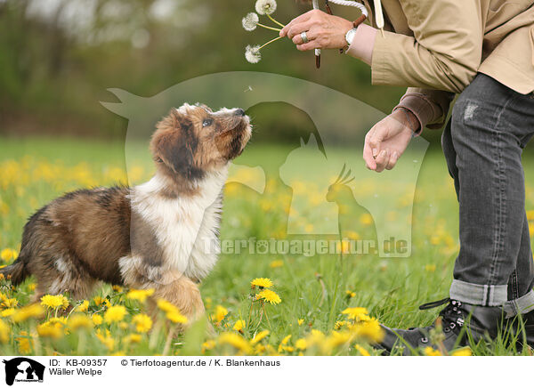 Wller Welpe / KB-09357