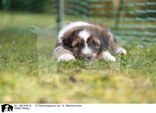 Wller Welpe / Waeller Sheepdog Puppy / KB-09615