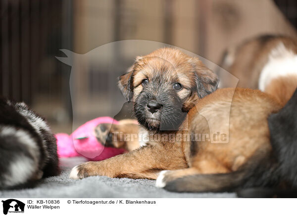 Wller Welpen / Waeller Sheepdog Puppies / KB-10836