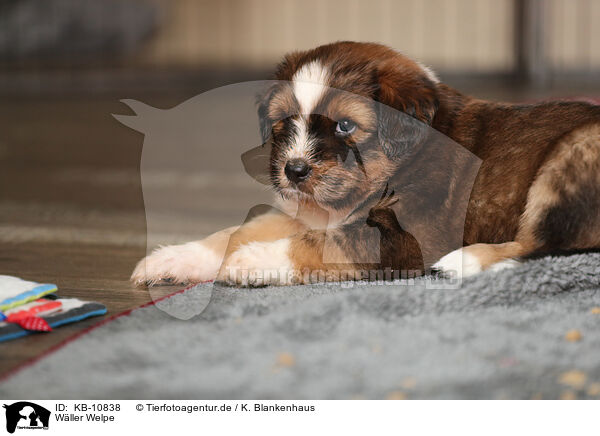 W�ller Welpe / Waeller Sheepdog Puppy / KB-10838
