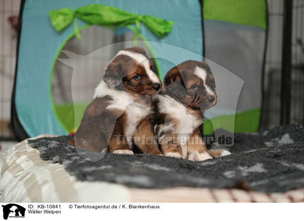 Wller Welpen / Waeller Sheepdog Puppies / KB-10841