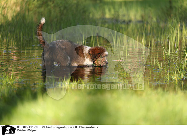 Wller Welpe / KB-11178
