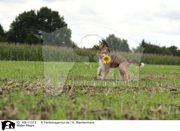Wller Welpe / KB-11372