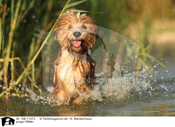 junger Wller / KB-11373