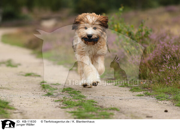 junger Wller / KB-11630