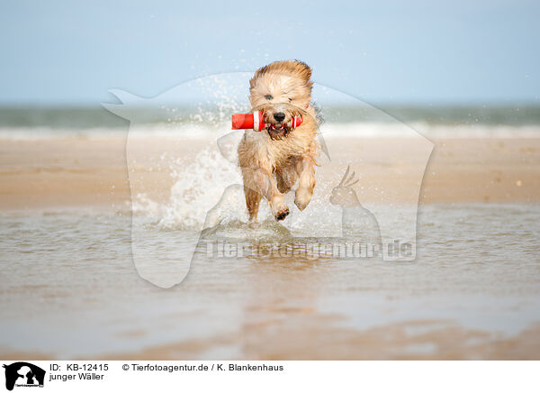 junger W�ller / young Waeller / KB-12415