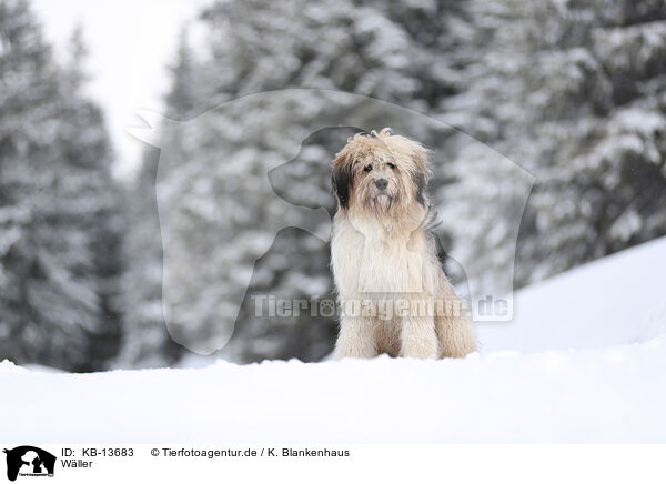 Wller / Waeller Sheepdog / KB-13683
