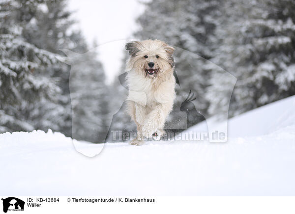 Wller / Waeller Sheepdog / KB-13684